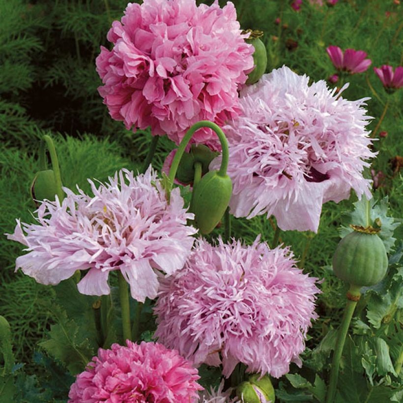 Schlafmohn Tallulah Belle Blush (Samen) - Papaver (Blüte)