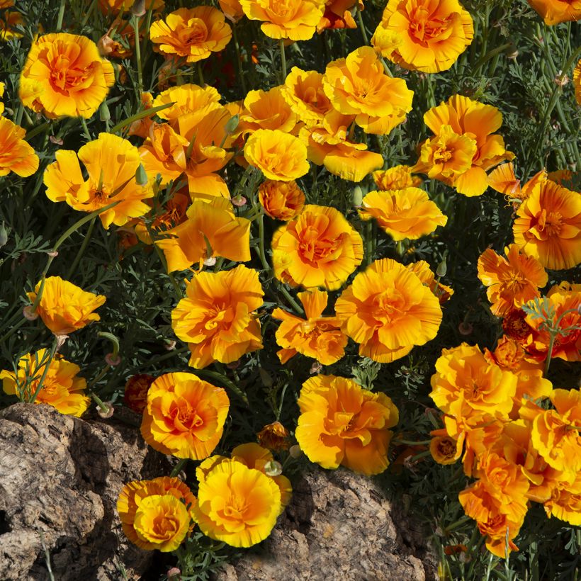 Goldmohn Lady Marmalade (Samen) - Eschscholzia californica (Hafen)