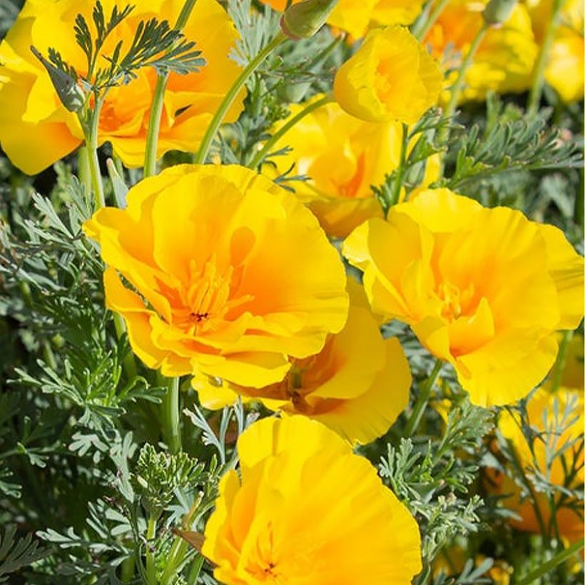 Goldmohn Yukon Gold (Samen) - Eschscholzia californica (Blüte)