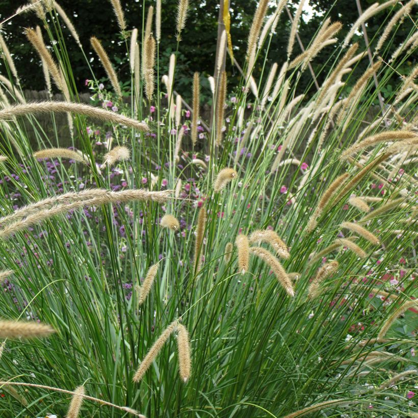 Afrikanisches Lampenputzergras Tail Feathers (Samen) - Pennisetum macrourum (Blüte)