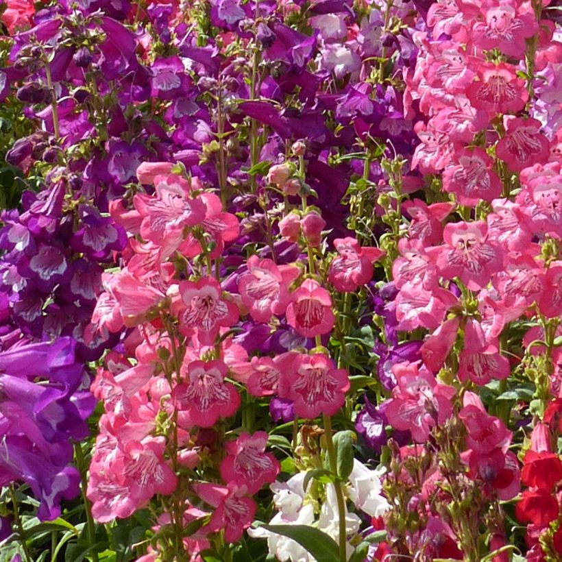 Penstemon cobaeae Wedding Bells (Samen) - Bartfaden (Blüte)