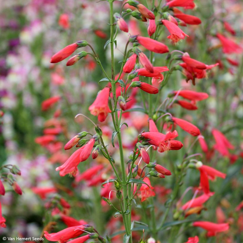 Penstemon barbatus Twizzle Scarlet (Samen) - Bartfaden (Blüte)