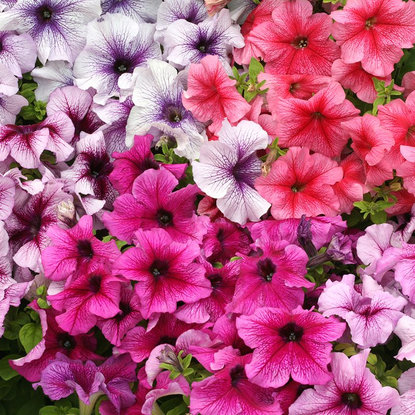 Petunia Prism Sundae Mix (Samen) (Blüte)