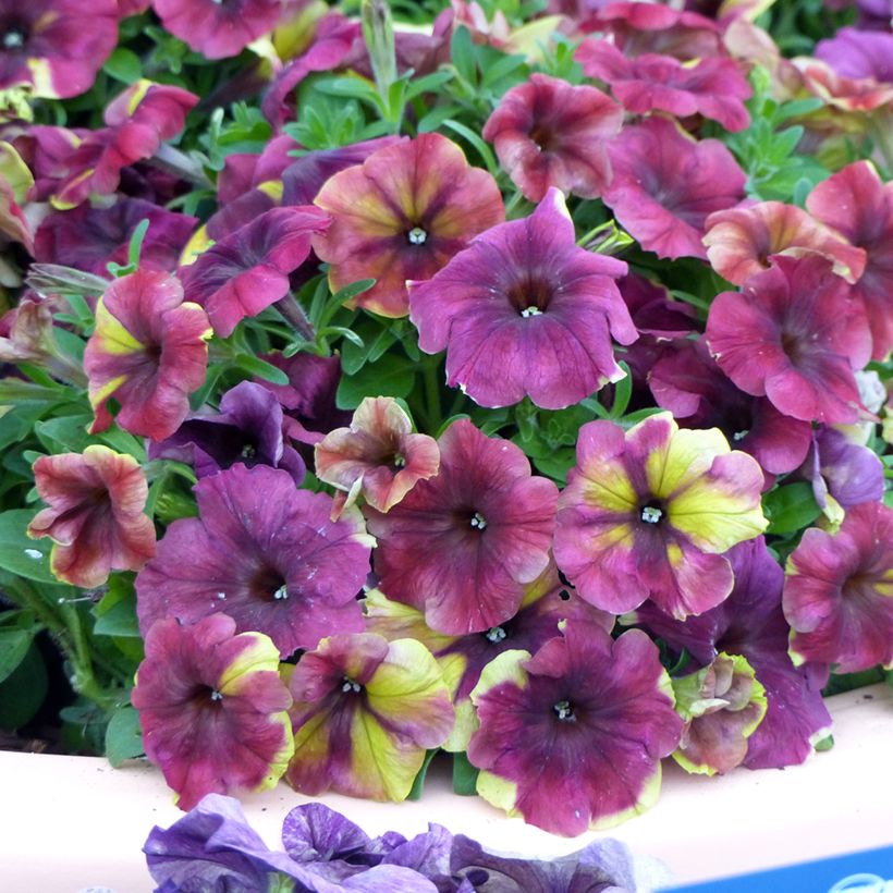 Petunia Shake Raspberry (Pillierte Samen) (Blüte)