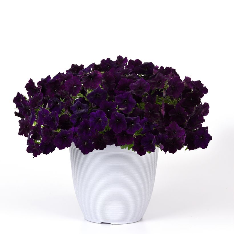 Petunia Easy Wave Navy Velour (Pillierte Samen) (Hafen)