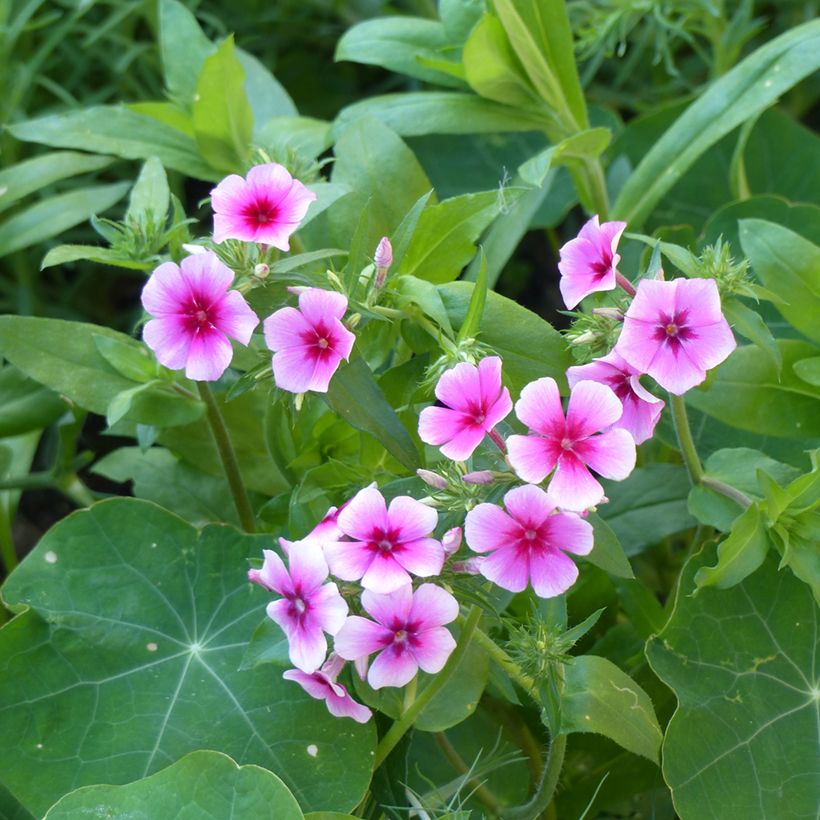 Sommer-Phlox Brilliant (Samen) - Phlox drummondii (Blüte)