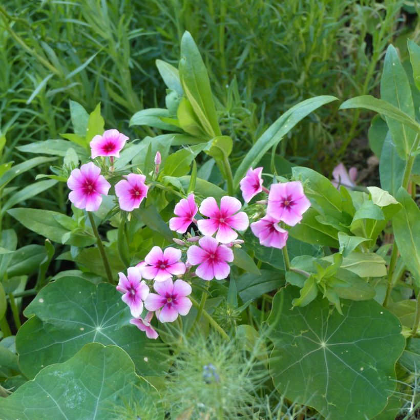 Sommer-Phlox Brilliant (Samen) - Phlox drummondii (Hafen)