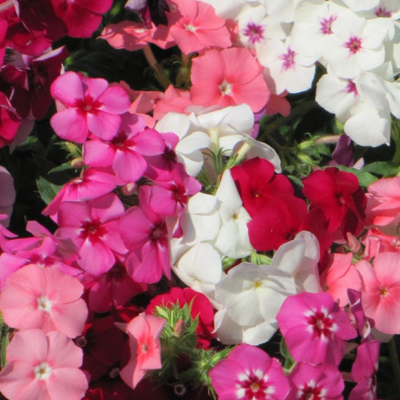 Sommer-Phlox Dwarf Beauty Mix (Samen) - Phlox (Blüte)