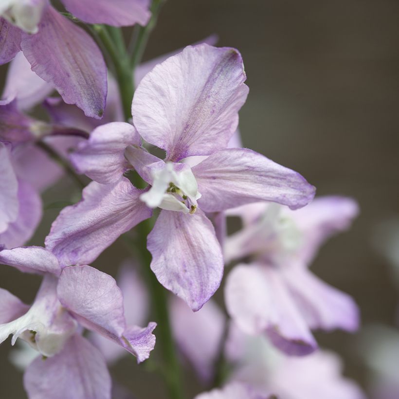 Delphinium consolida Fancy Belladonna (Samen) - Garten-Rittersporn (Blüte)