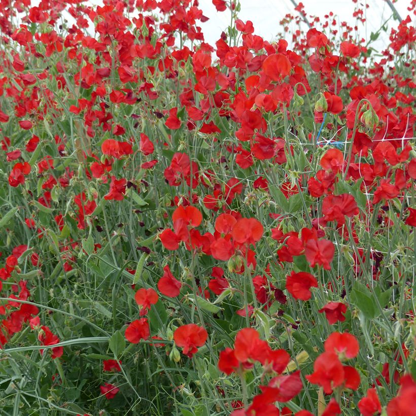 Duftwicke Spring Sunshine Scarlet (Samen) - Lathyrus odoratus (Hafen)