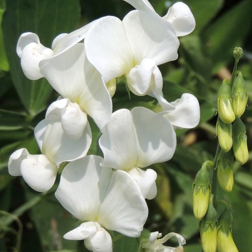 Breitblättrige Platterbse White Pearl (Samen) - Lathyrus latifolius (Blüte)