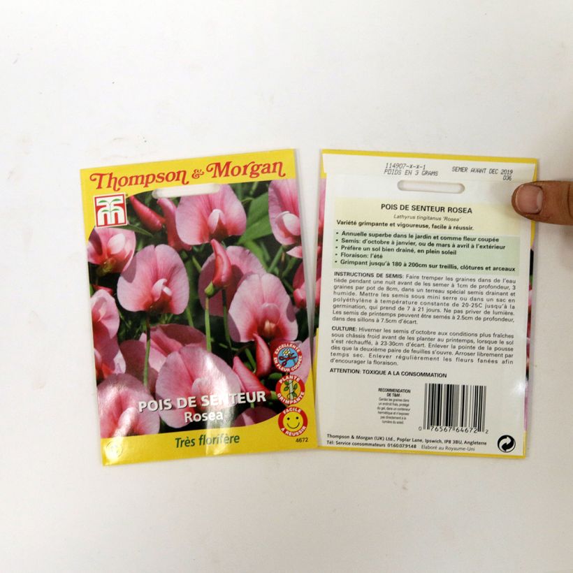 Beispiel eines Exemplars von Gartenwicke Rosea (Samen) - Lathyrus tingitanus wie geliefert