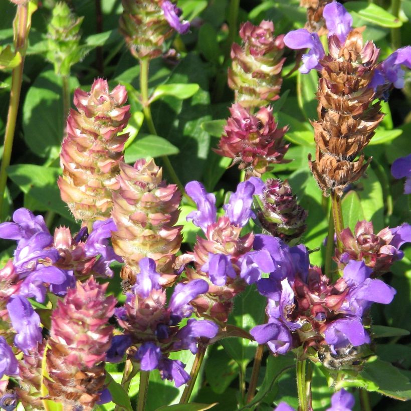 Großblütige Braunelle Freelander Blue (Samen) - Prunella grandiflora (Blüte)