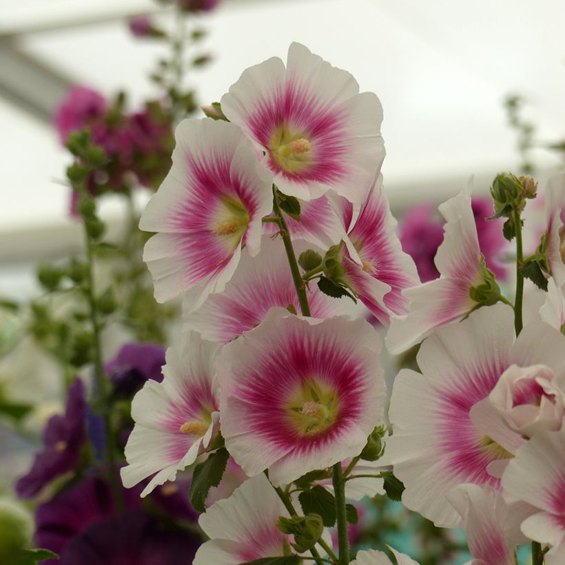 Alcea rosea Halo Blush (Samen) - Gewöhnliche Stockrose (Ernte)