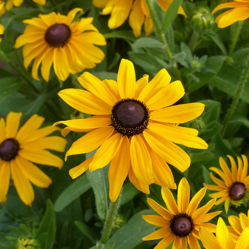 Rauher Sonnenhut Marmelade (Samen) - Rudbeckia (Blüte)