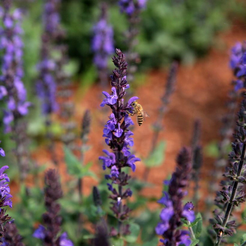 Salvia nemorosa Dwarf Blue Queen (Samen) - Steppen-Salbei (Blüte)