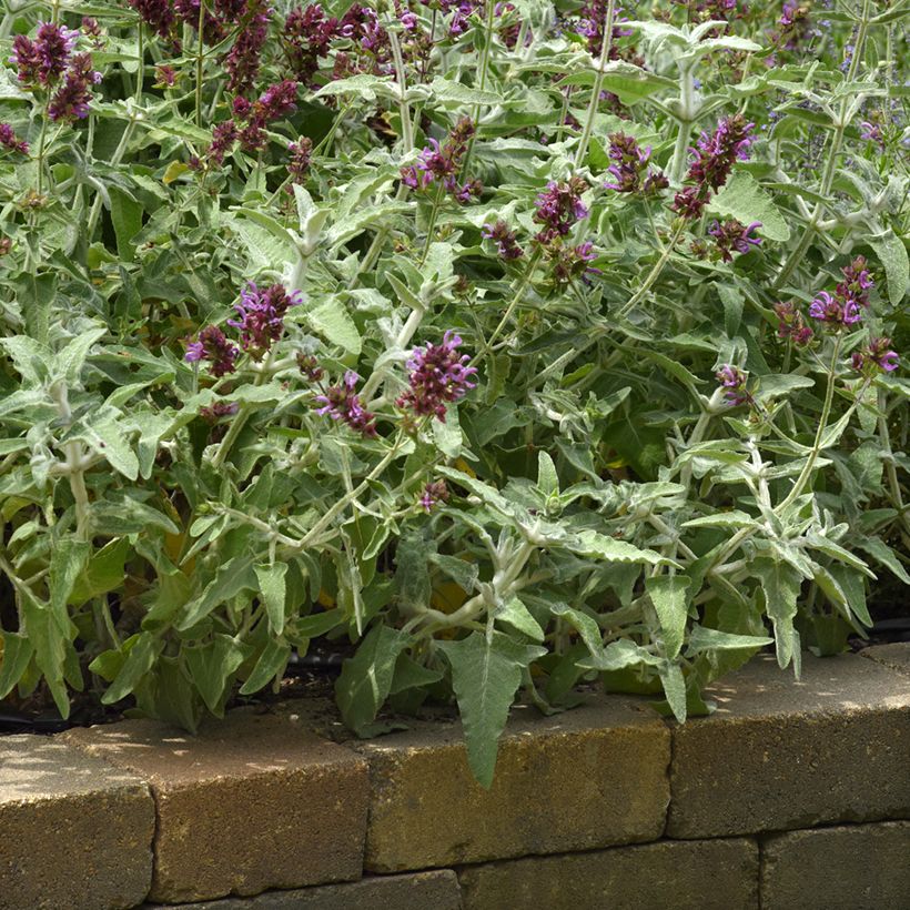 Kanarischer Salbei Lancelot - Salvia canariensis (Hafen)