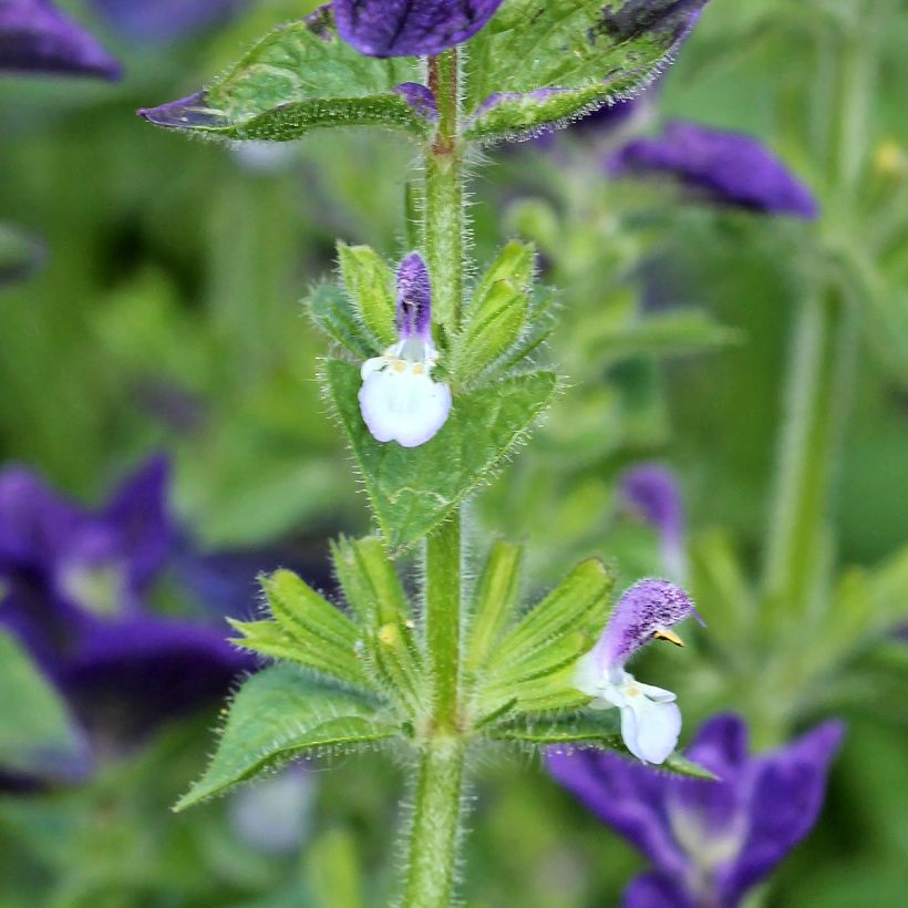 Salvia viridis Blue Monday (Samen) - Buntschopf-Salbei (Blüte)