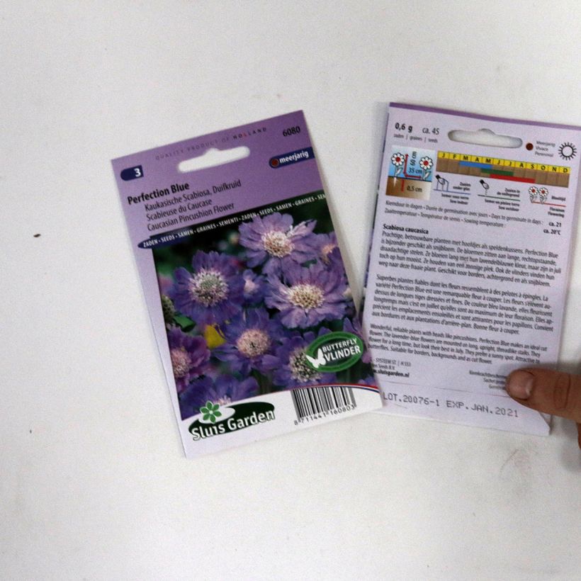 Beispiel eines Exemplars von Große Skabiose Perfection Blue (Samen) - Scabiosa caucasica wie geliefert