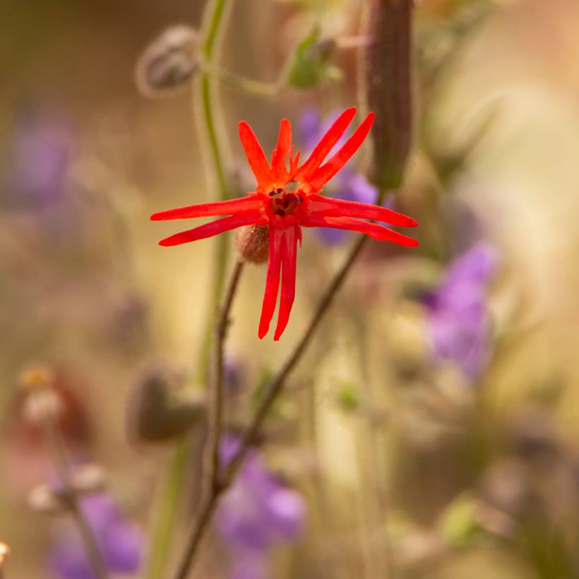 Lichtnelke Jack Flash (Samen) - Silene laciniata (Blüte)