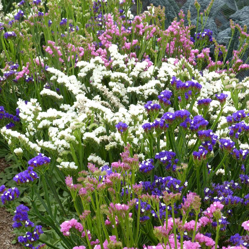 Geflügelter Strandflieder Forever Art Shades (Samen) - Limonium (Hafen)