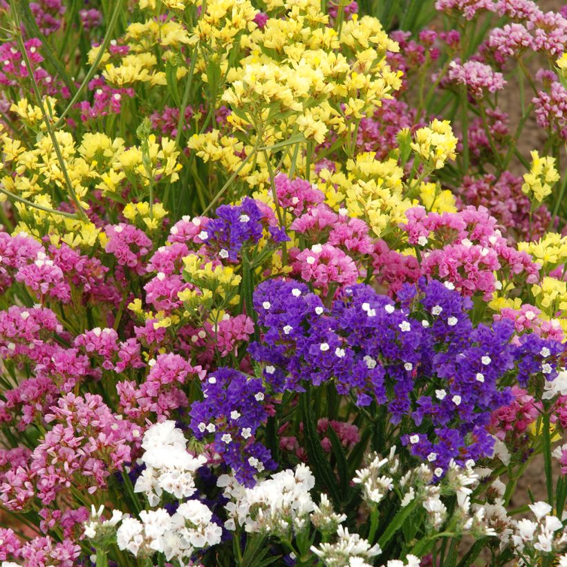 Geflügelter Strandflieder Forever Rose (Samen) - Limonium (Hafen)