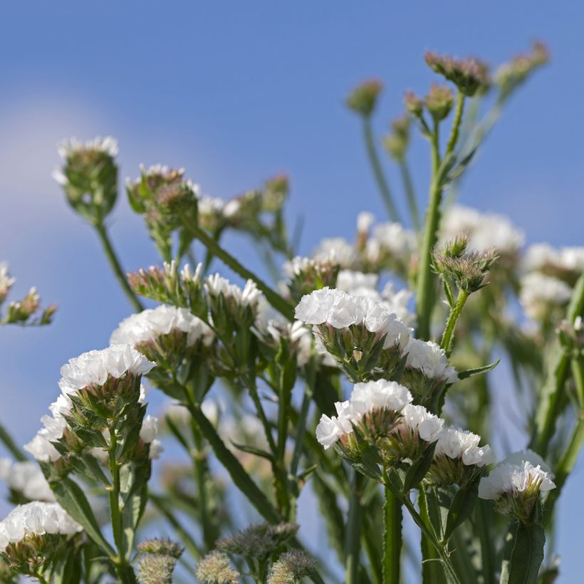 Geflügelter Strandflieder Forever Silver (Samen) - Limonium (Blüte)