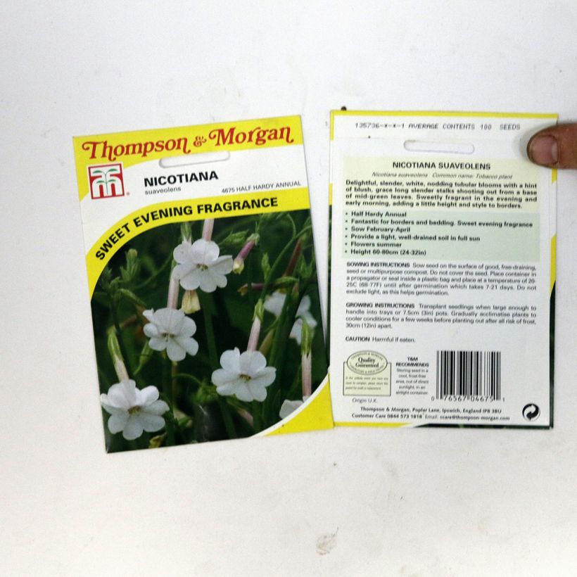 Beispiel eines Exemplars von Graines de Tabac suaveolens - Nicotiana noctiflora Graines wie geliefert