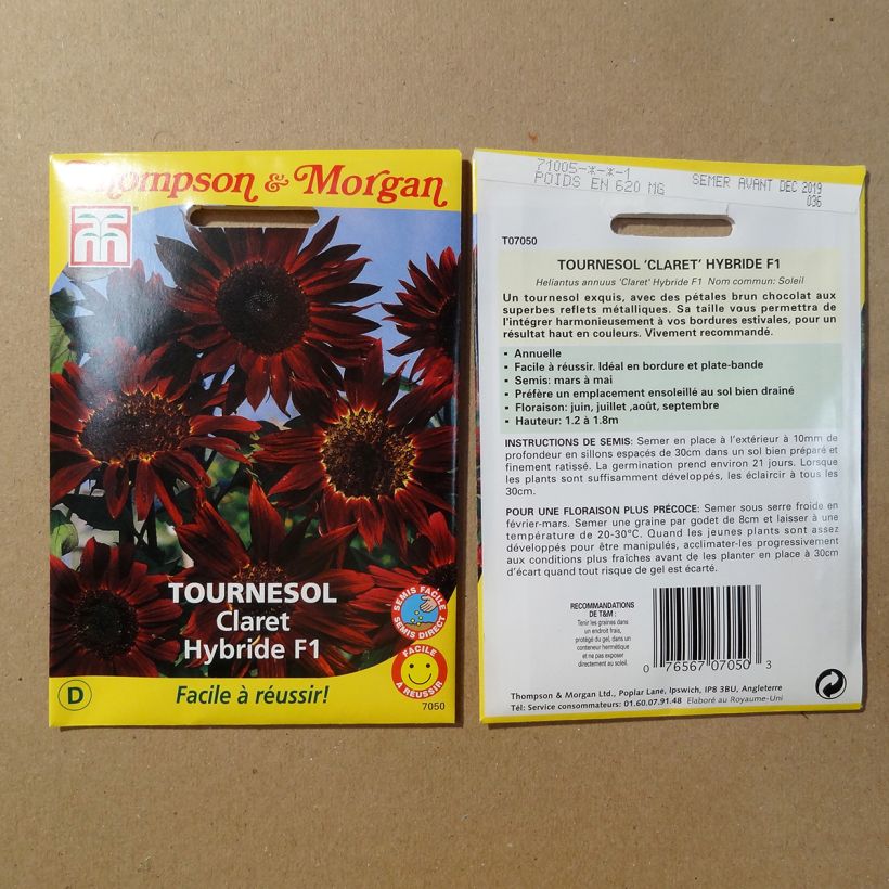 Beispiel eines Exemplars von Gemeine Sonnenblume F1 Claret - Helianthus wie geliefert