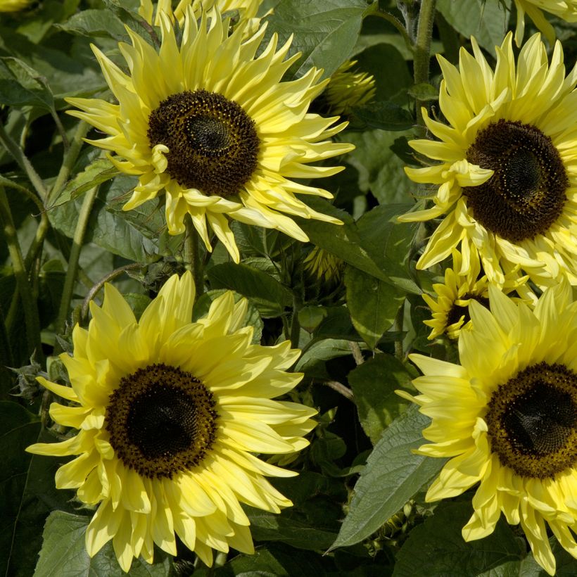 Gemeine Sonnenblume Garden Statement - Helianthus (Blüte)