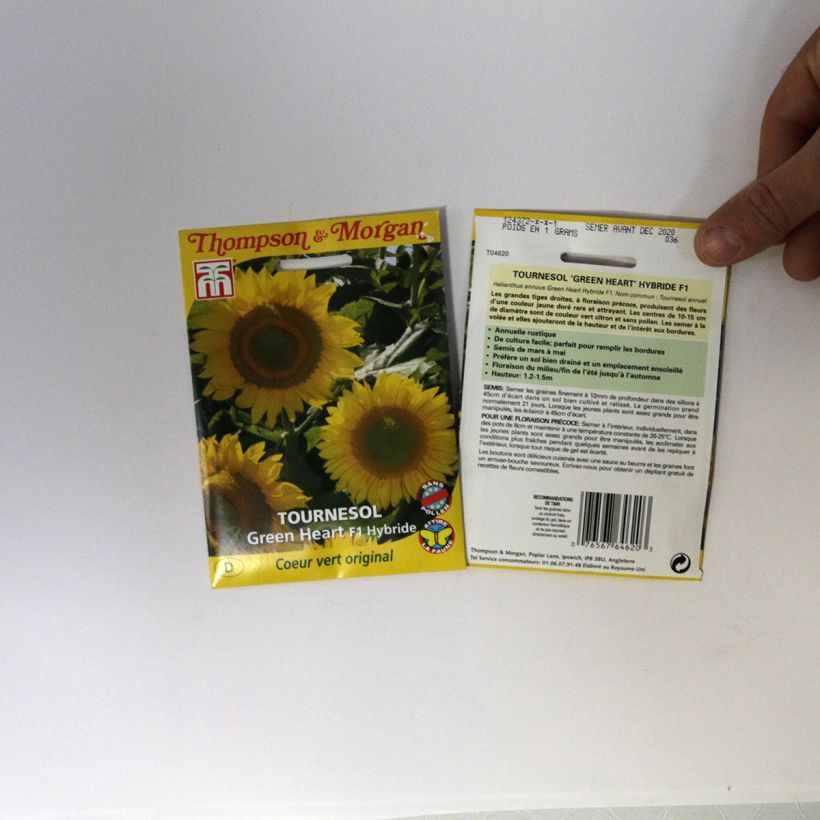 Beispiel eines Exemplars von Gemeine Sonnenblume F1 Green Heart - Helianthus wie geliefert