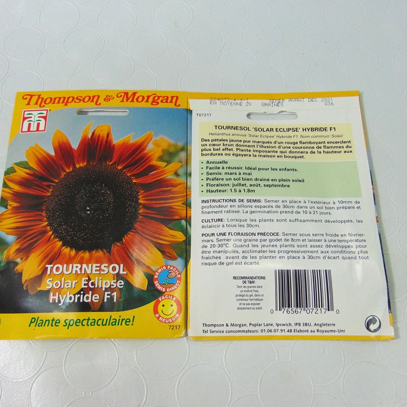 Beispiel eines Exemplars von Gemeine Sonnenblume Solar Eclipse F1 - Helianthus wie geliefert