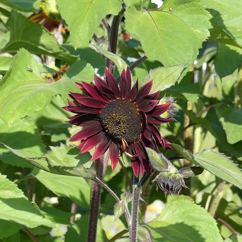 Gemeine Sonnenblume Velvet Queen - Helianthus (Blüte)