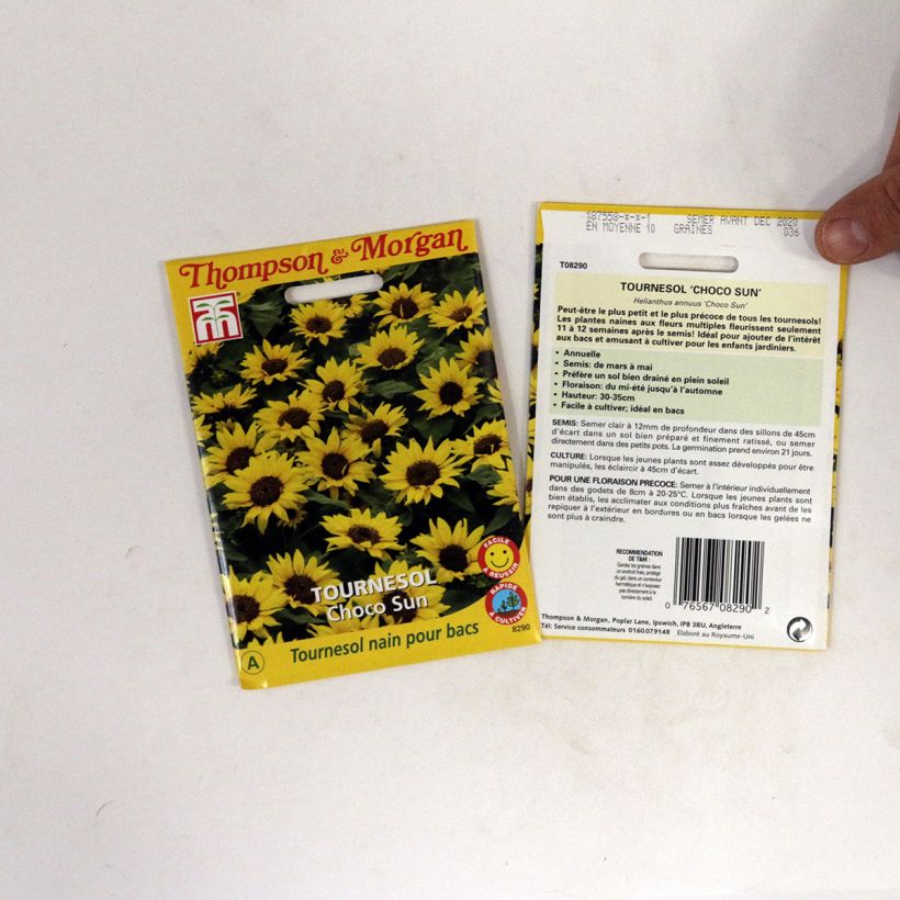 Beispiel eines Exemplars von Graines de Tournesol nain Choco Sun - Helianthus annuus  Graines wie geliefert