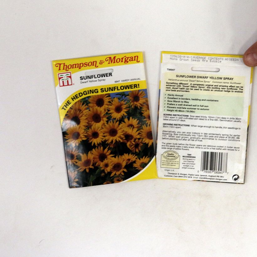 Beispiel eines Exemplars von Graines de Tournesol nain Dwarf Yellow Spray - Helianthus annuus  Graines wie geliefert