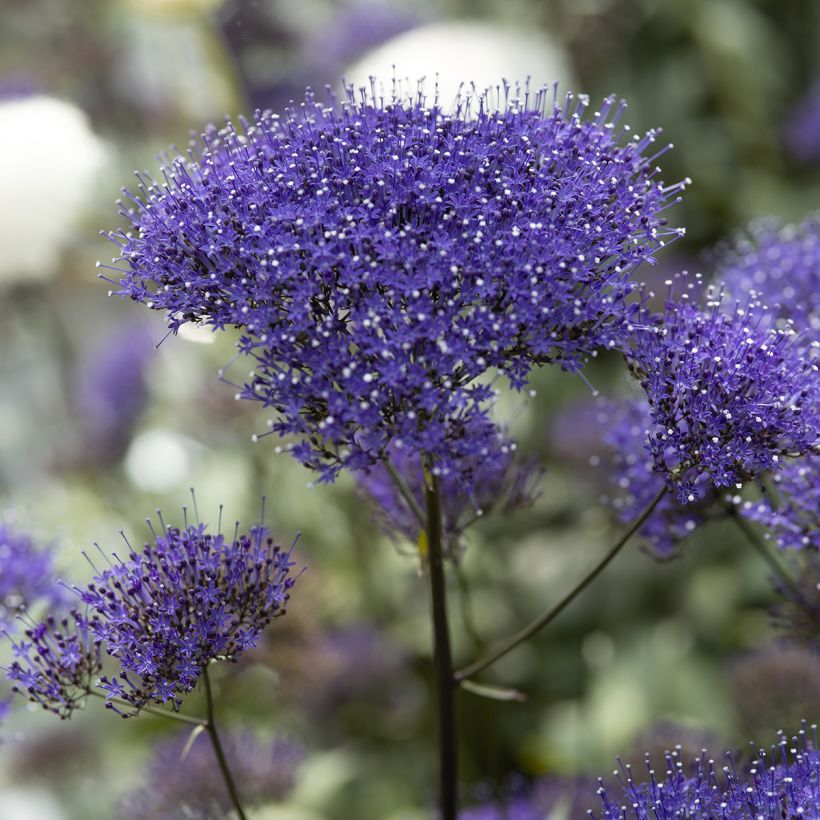 Trachelium caeruleum Black Knight (Samen) - Blaue Halskraut (Blüte)