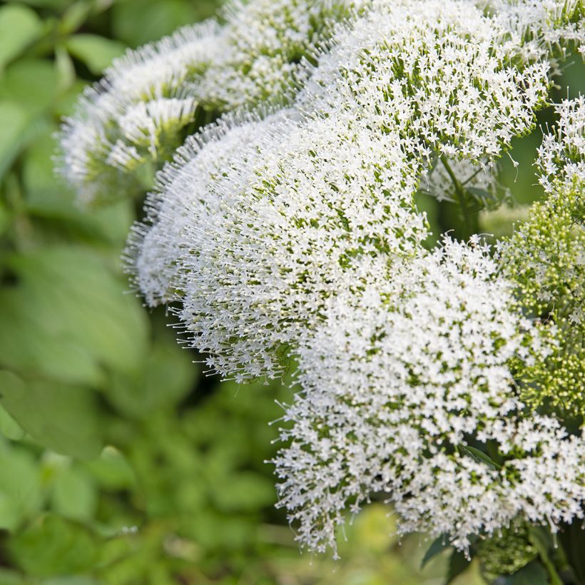 Trachelium caeruleum White Knight (Samen) - Halskraut (Blüte)