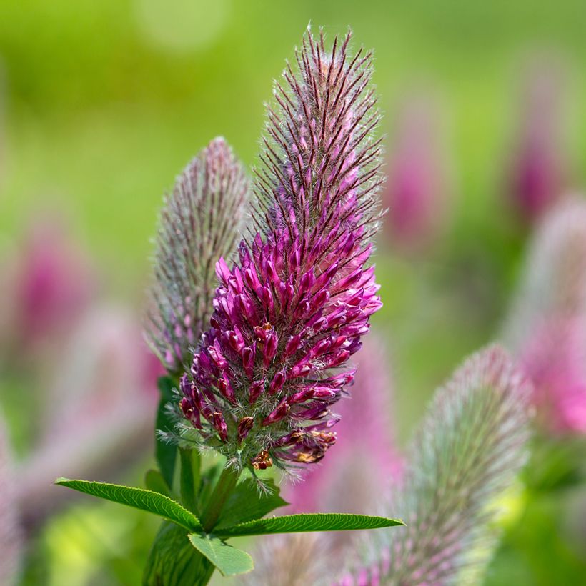 Rotköpfiger Klee (Samen) - Trifolium rubens (Blüte)