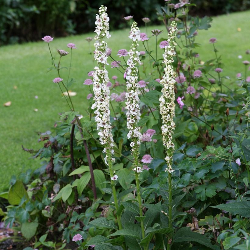 Verbascum chaixii Album (Samen) - Österreichische Königskerze (Hafen)