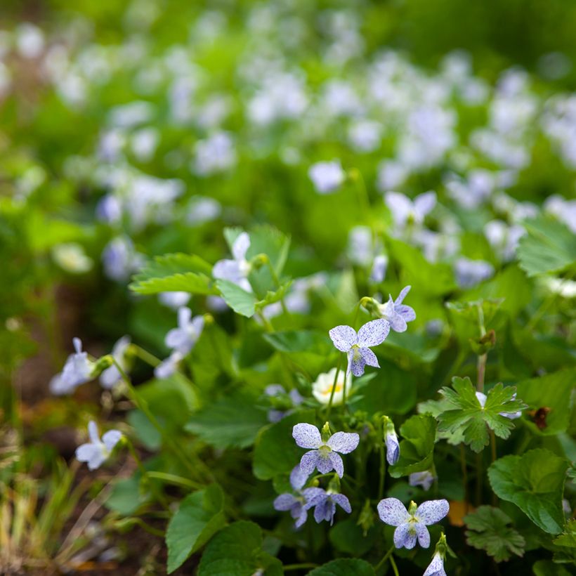 Viola sororia Freckles (Samen) - Pfingst-Veilchen (Hafen)