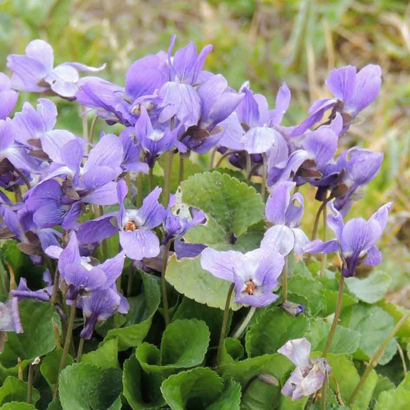 Viola odorata (Samen) - März-Veilchen (Blüte)