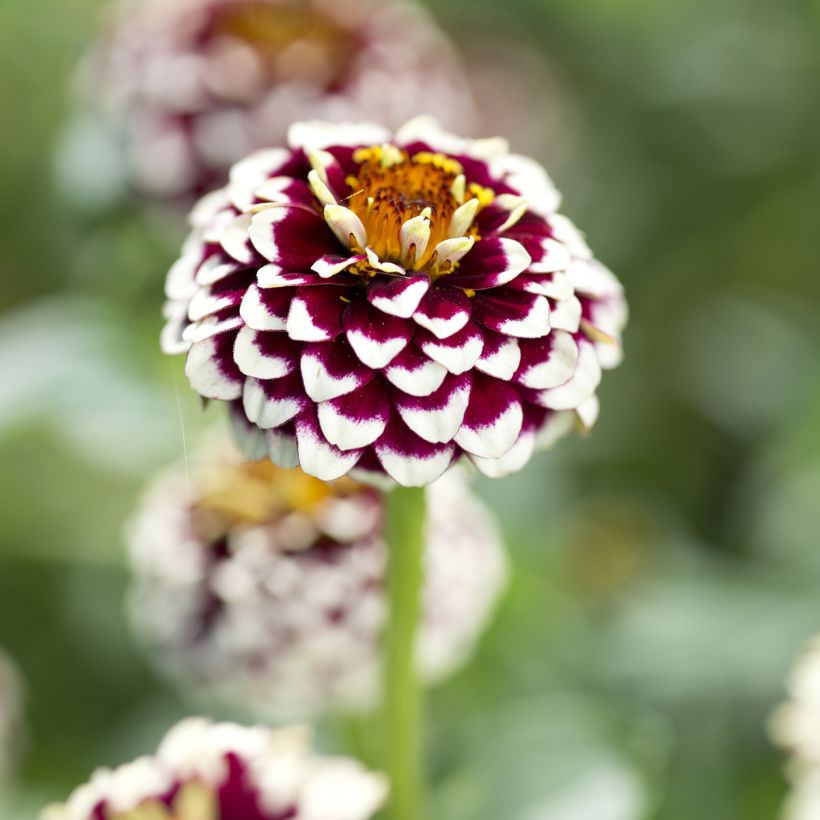 Garten-Zinnie Jazzy Red (Samen) (Blüte)