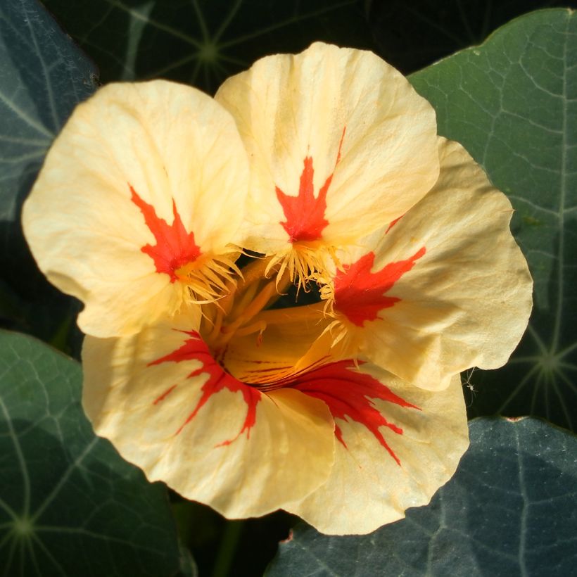 Niedrige Kapuzinerkresse Peach Melba (Blüte)