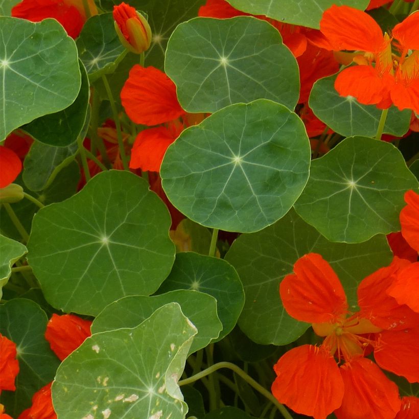 Niedrige Kapuzinerkresse Whirlybird Orange (Laub)