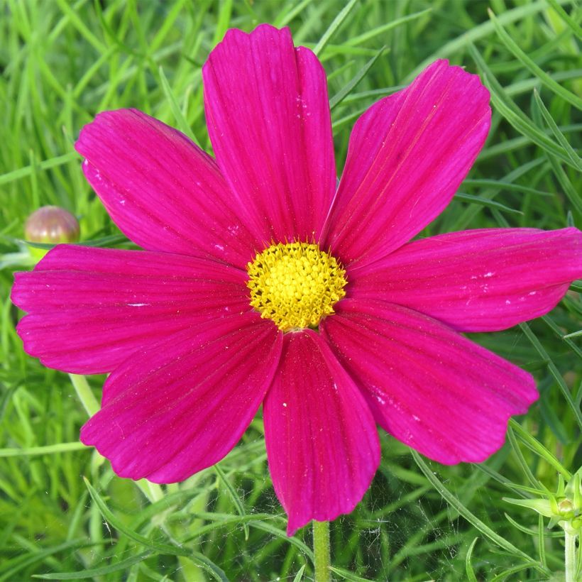 Schmuckkörbchen Royal Dwarf Carmine (Samen) - Cosmos (Blüte)