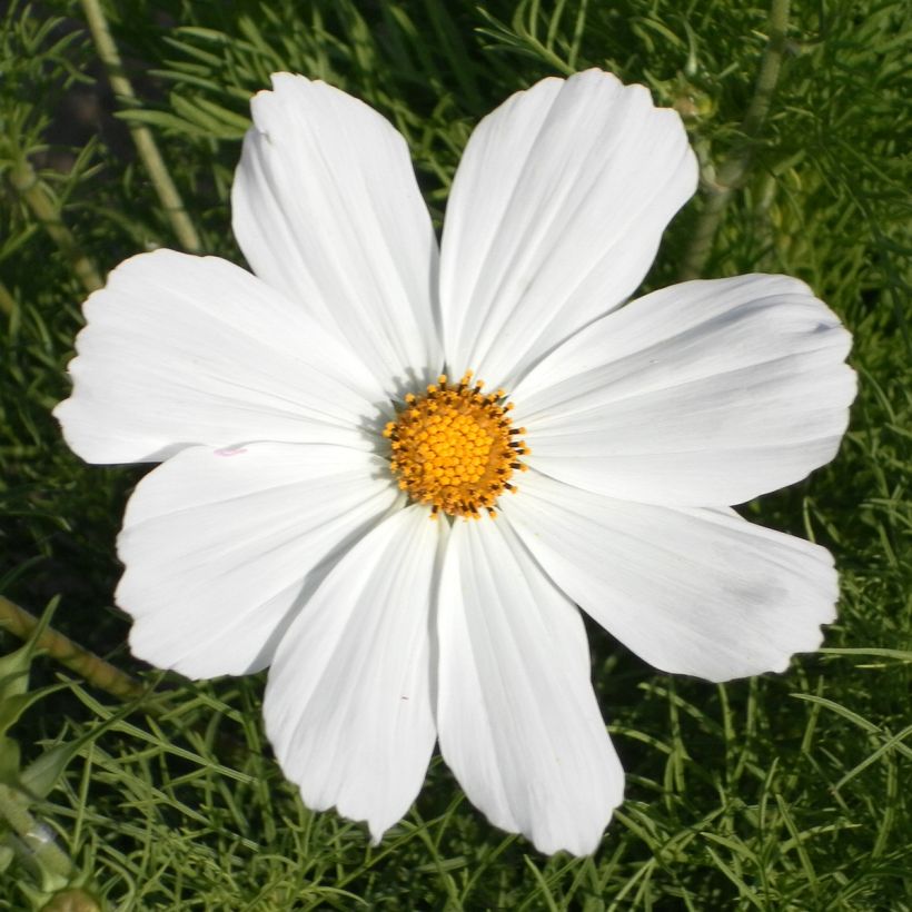 Schmuckkörbchen Sonata White (Samen) - Cosmos (Blüte)