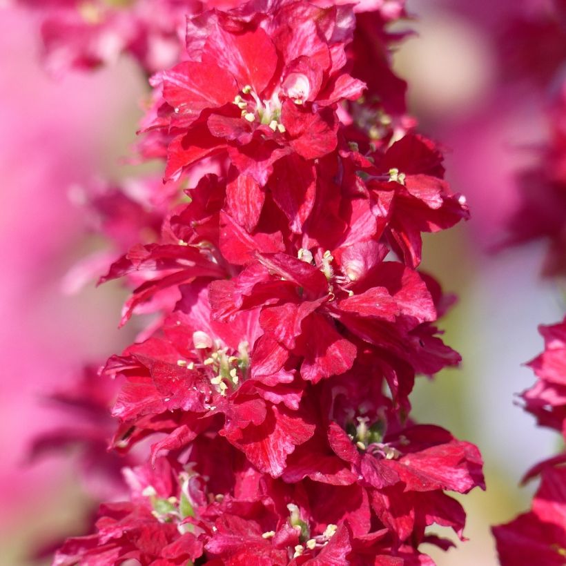 Garten-Rittersporn Kingsize Scarlet (Samen) - Delphinium (Blüte)