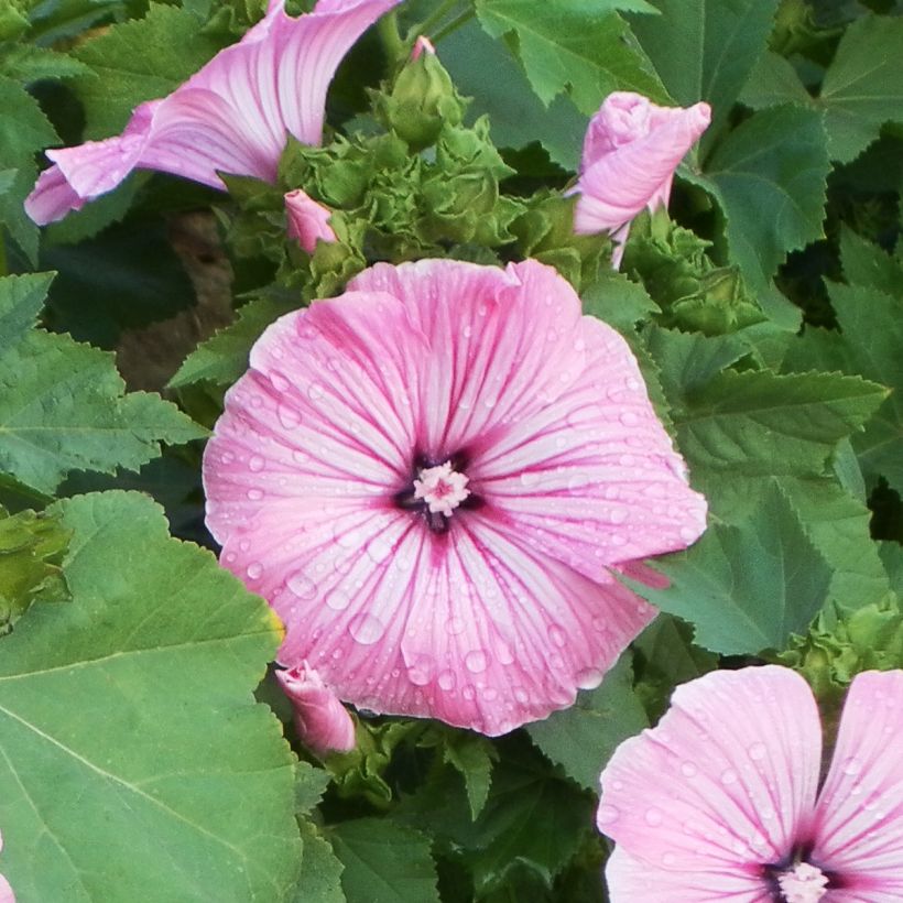 Bechermalve Silver Cup (Samen) - Lavatera (Blüte)