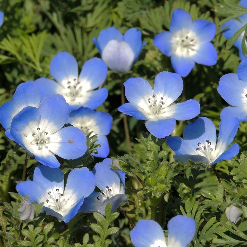 Nemophila menziesii Baby blue eyes (Samen) - Hainblume (Blüte)