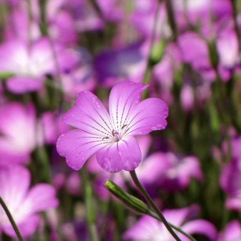 Agrostemma githago Milas (Samen) - Gewöhnliche Kornrade (Blüte)